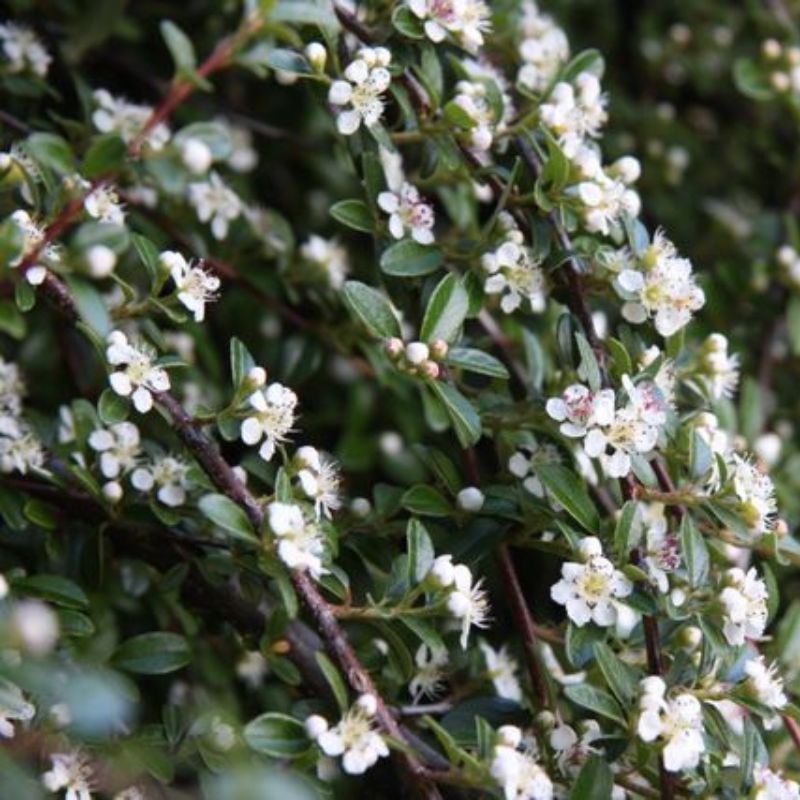 manuka