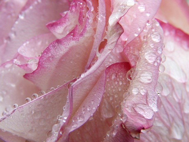 idrolato di rosa damascena