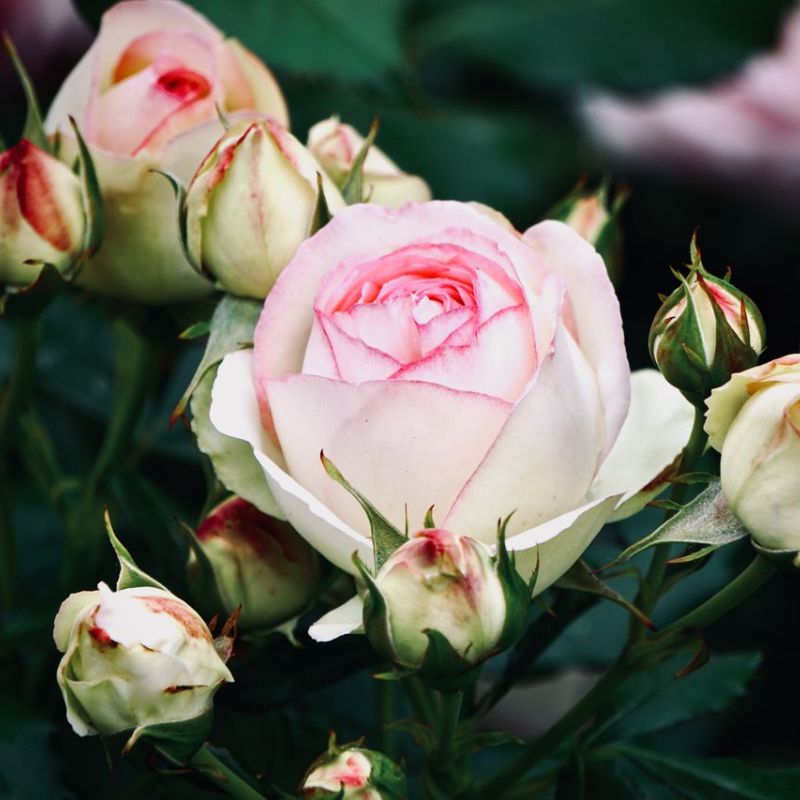 sii come la rosa