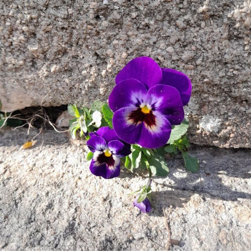 metafora dell'imprenditoria olistica e del trovare il proprio posto nel mondo