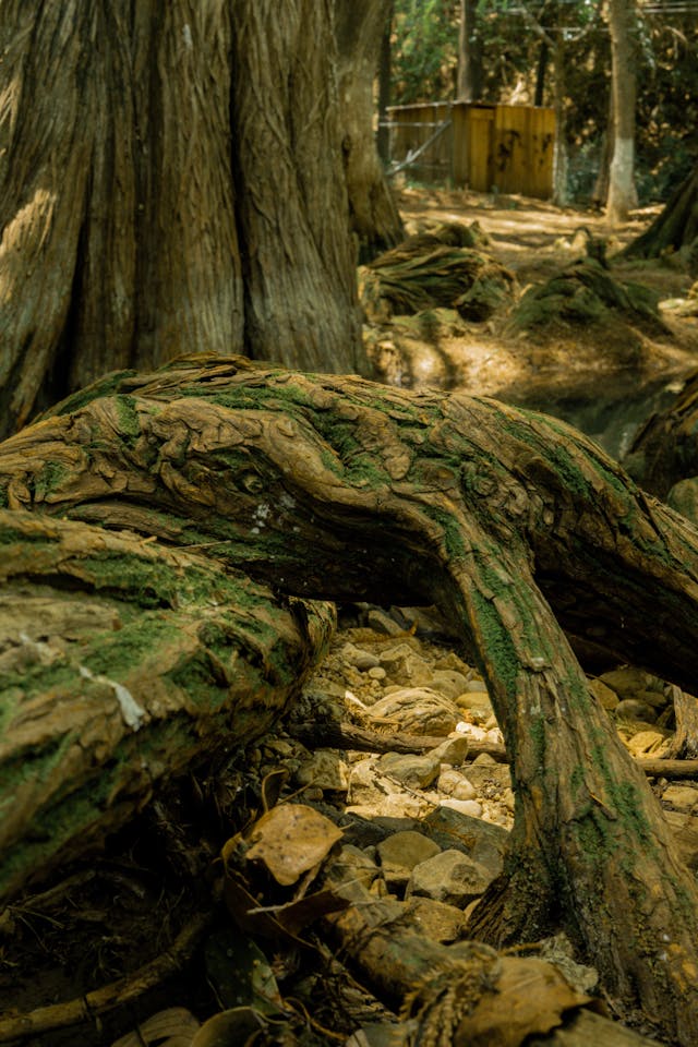 Superare la paura d'invecchiare attraverso la saggezza della natura